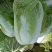 【白菜】山东黄心白菜，基地直供，品质保证，坏菜包赔