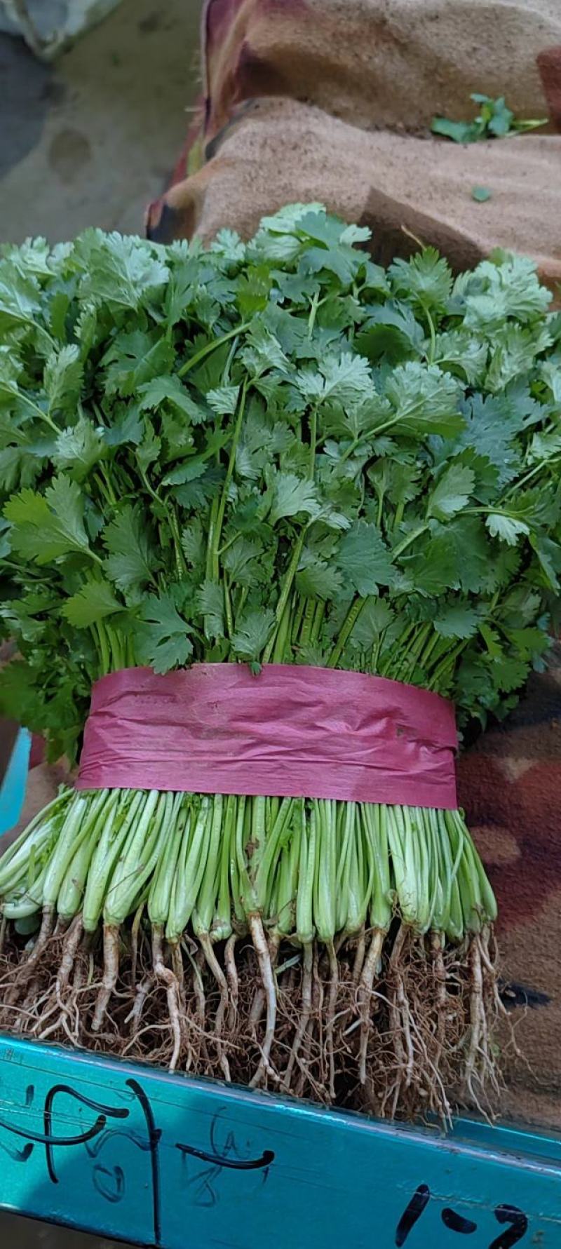 【优选香菜】精品香菜，产地直发，各种规格包装！