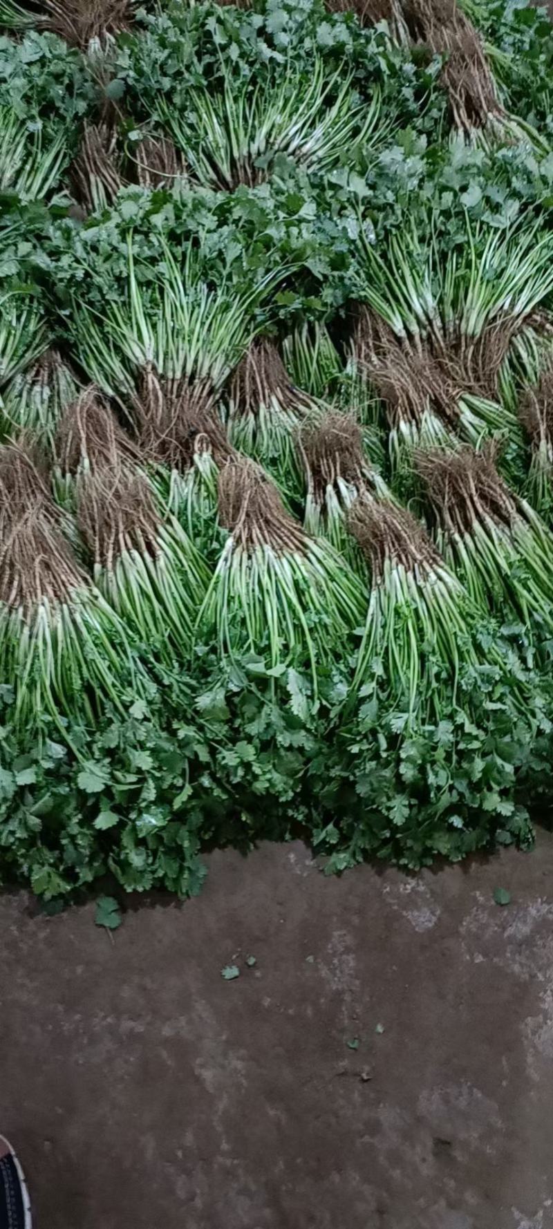 【优选香菜】精品香菜，产地直发，各种规格包装！