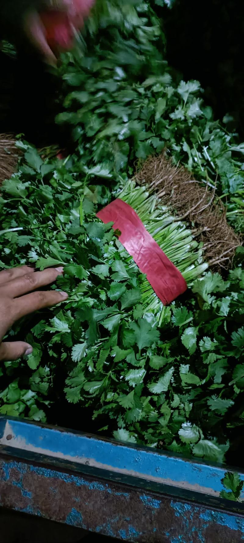 【优选香菜】精品香菜，产地直发，各种规格包装！