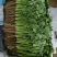 【优选香菜】精品香菜，产地直发，各种规格包装！