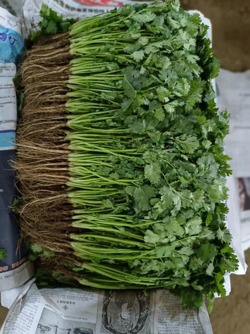 【优选香菜】精品香菜，产地直发，各种规格包装！