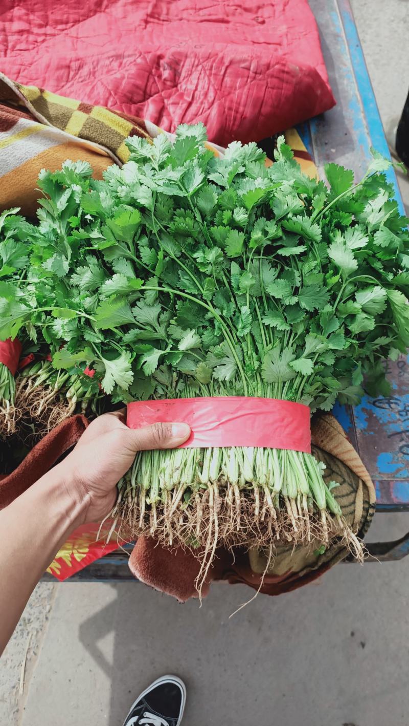【优选香菜】精品香菜，产地直发，各种规格包装！