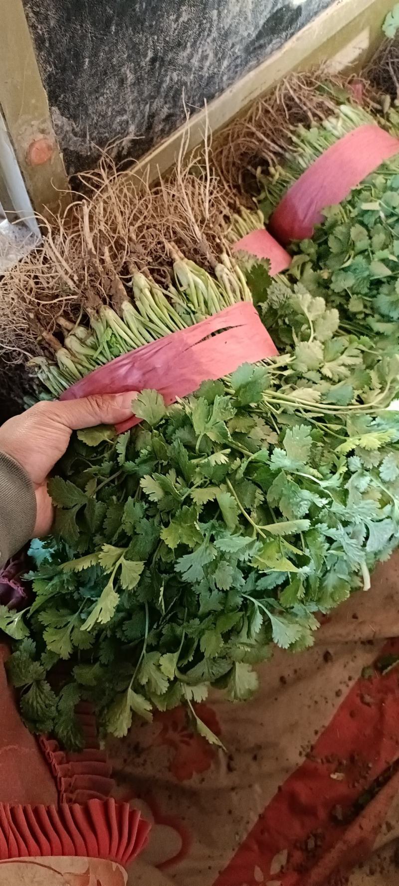 【优选香菜】精品香菜，产地直发，各种规格包装！