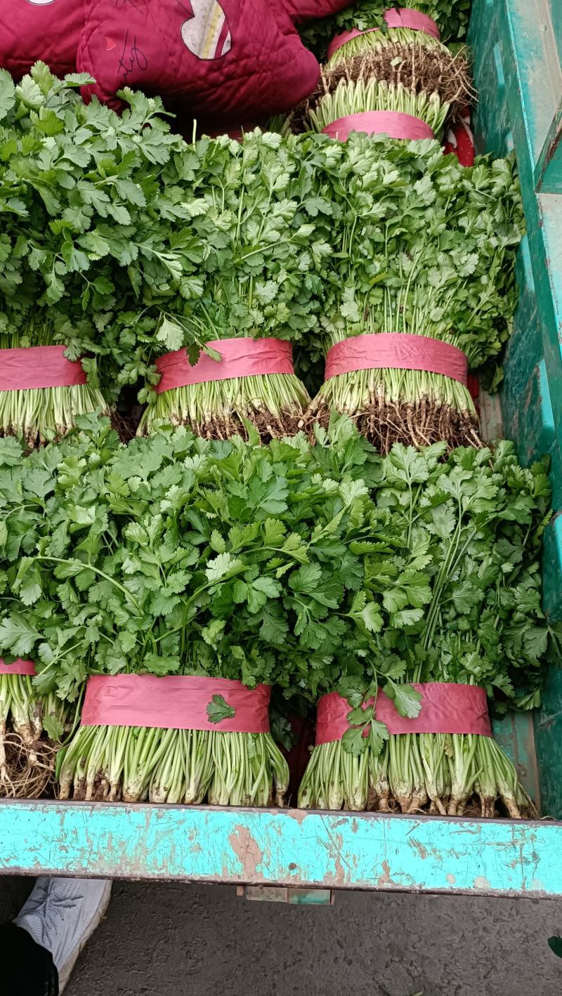 【优选香菜】精品香菜，产地直发，各种规格包装！