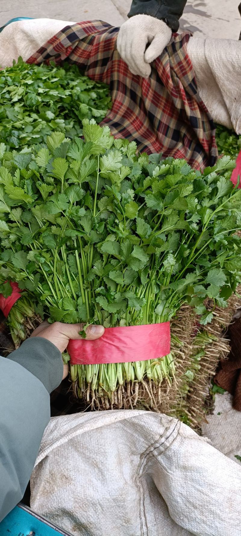 【优选香菜】精品香菜，产地直发，各种规格包装！