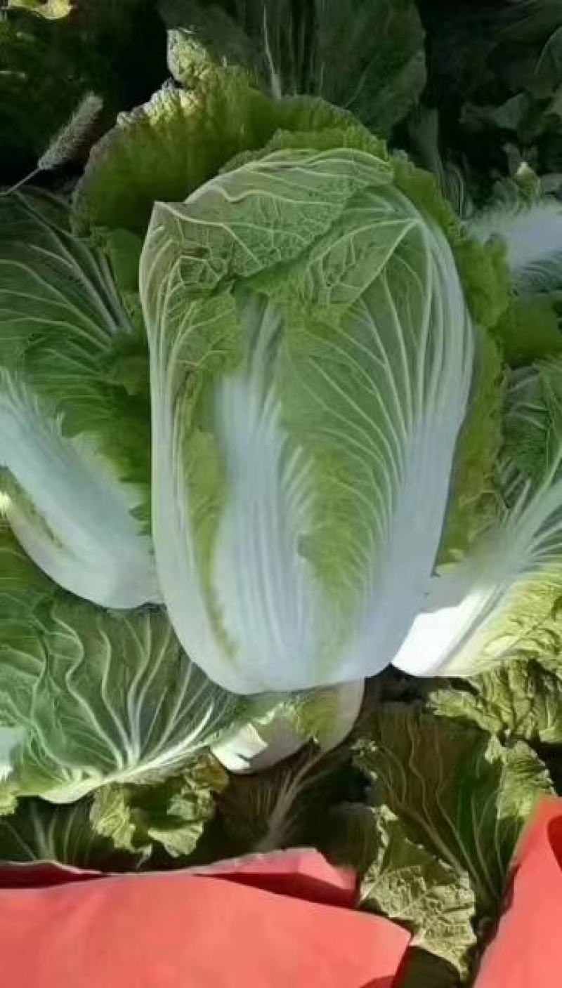 【白菜】山东黄心白菜，基地直供，品质保证，坏菜包赔
