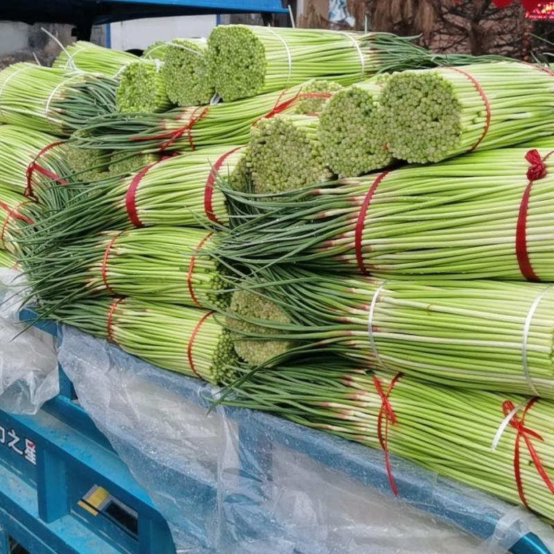 河南中牟产地红冒蒜苔大量上市供应全国合作共赢