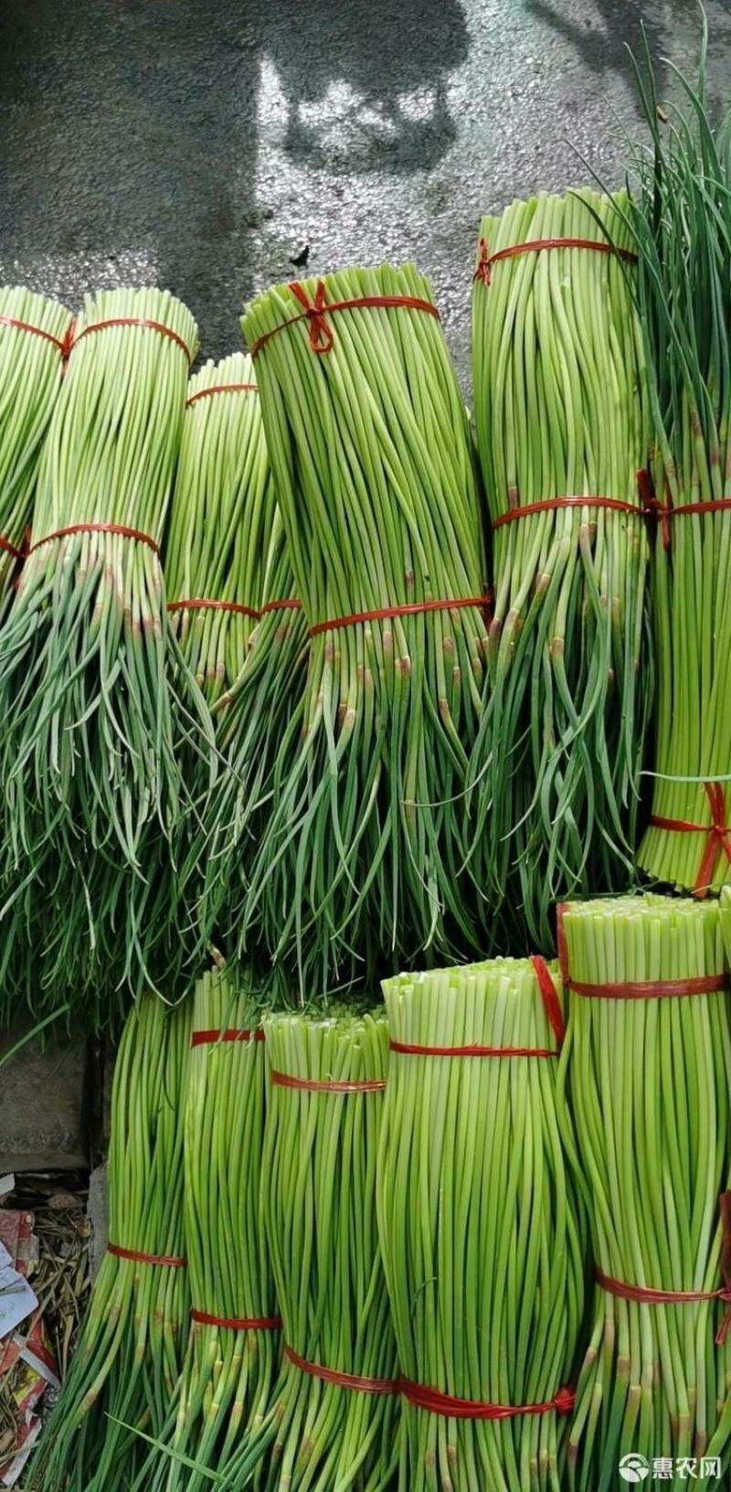 河南中牟产地红冒蒜苔大量上市供应全国合作共赢
