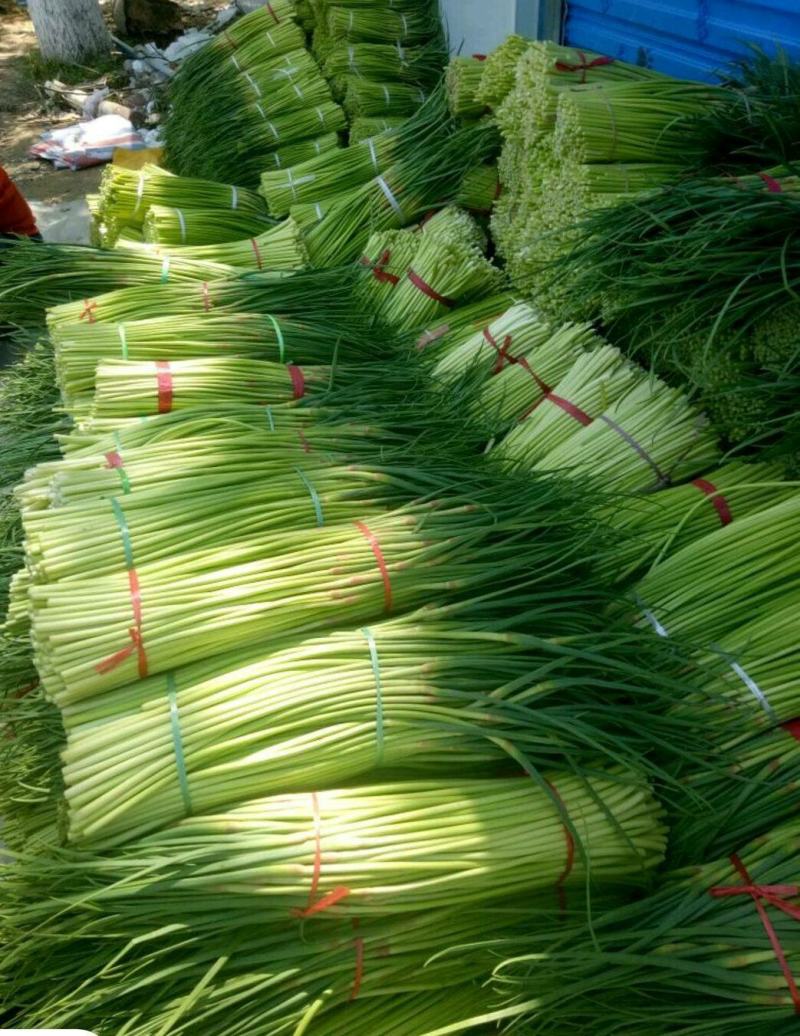 河南中牟产地红冒蒜苔大量上市供应全国合作共赢