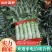 【莴苣】山东精品尖叶莴笋，大量上市中，品质保证，现砍现发