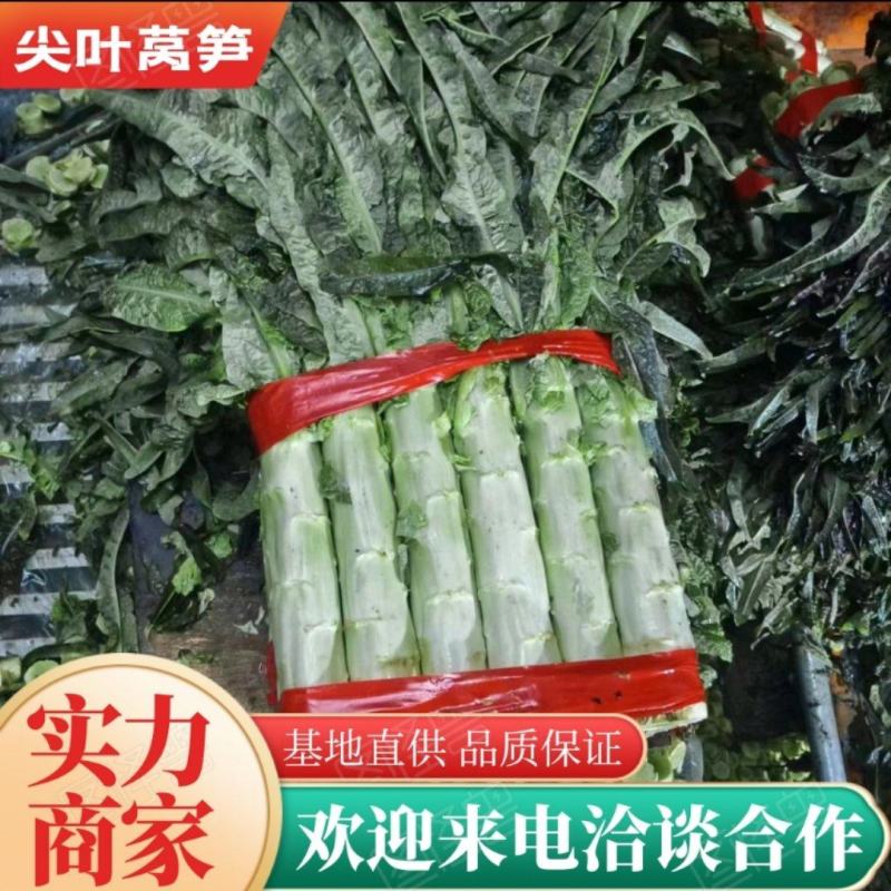 【莴苣】山东精品尖叶莴笋，大量上市中，品质保证，现砍现发