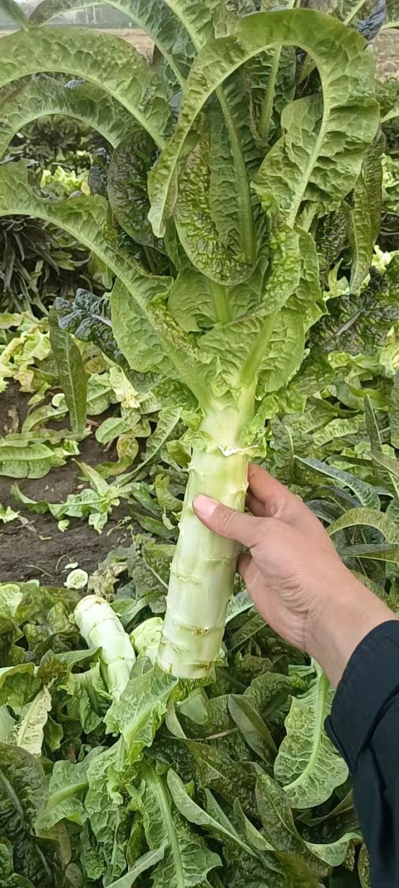 【莴苣】山东精品尖叶莴笋，大量上市中，品质保证，现砍现发