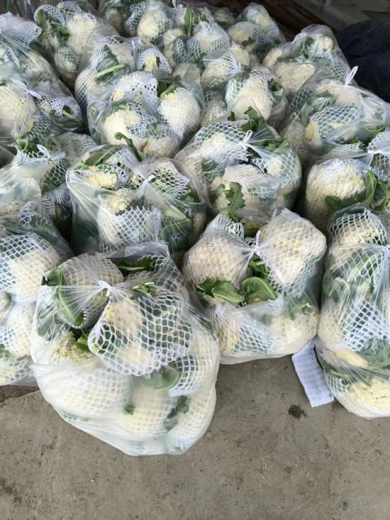 【松花菜】山东精品松花菜，基地直供，全国代发，可视频看货