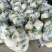 【松花菜】山东精品松花菜，基地直供，全国代发，可视频看货
