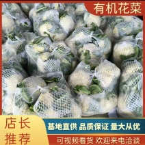 【松花菜】山东精品松花菜，基地直供，全国代发，可视频看货