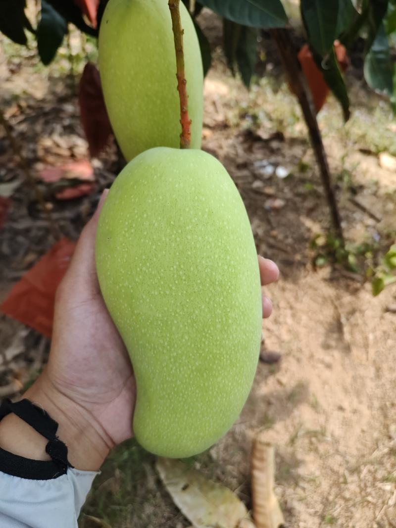 代采代发，各种品质芒果，