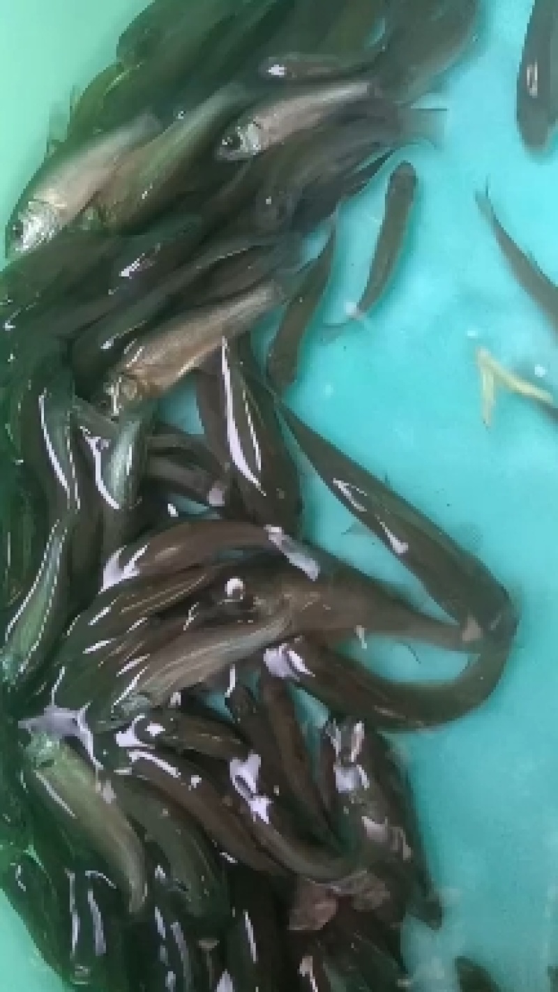丁桂鱼苗，杂交良种快大好养场地直销零售