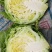 【甘蓝】山东精品甘蓝，货源充足，品质保证，欢迎来电洽谈