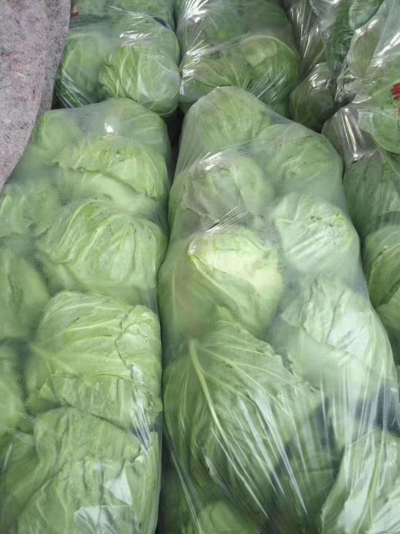 【甘蓝】山东精品甘蓝，货源充足，品质保证，欢迎来电洽谈