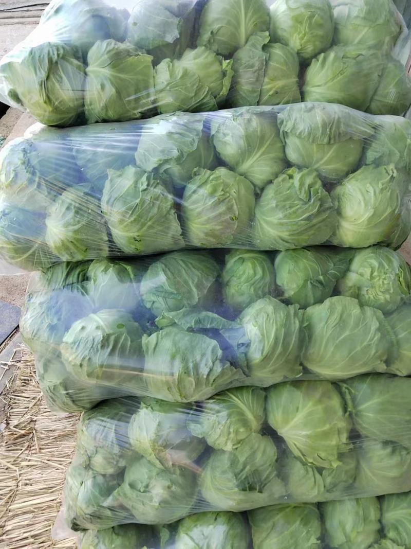 【甘蓝】山东精品甘蓝，货源充足，品质保证，欢迎来电洽谈