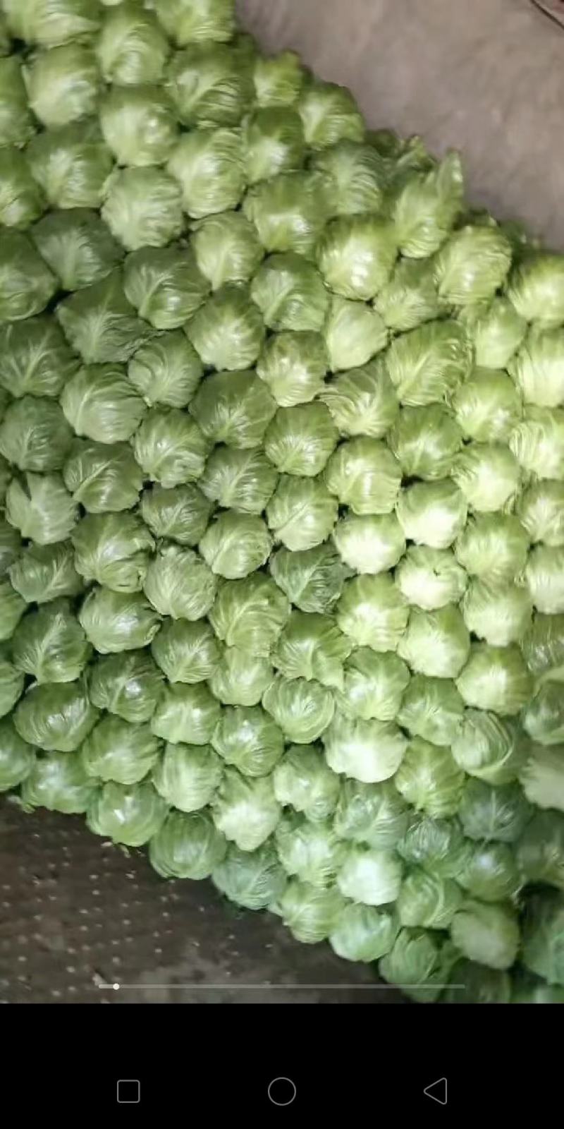【甘蓝】山东精品甘蓝，货源充足，品质保证，欢迎来电洽谈