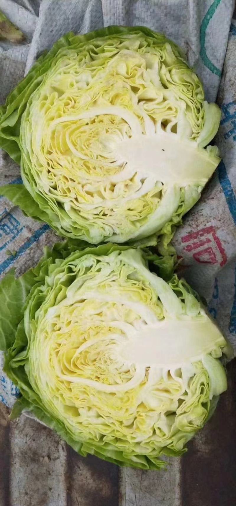 【甘蓝】山东精品甘蓝，货源充足，品质保证，欢迎来电洽谈