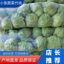 【甘蓝】山东精品甘蓝，货源充足，品质保证，欢迎来电洽谈