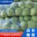 【甘蓝】山东精品甘蓝，货源充足，品质保证，欢迎来电洽谈