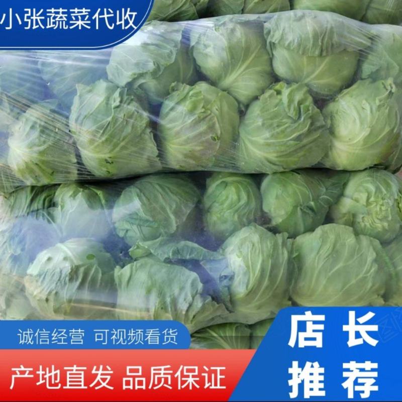 【甘蓝】山东精品甘蓝，货源充足，品质保证，欢迎来电洽谈