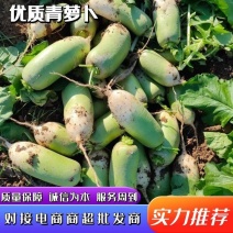 河南精品青萝卜电商市场档口超市，产地货源充足，代发全国