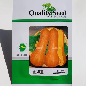 金如意奶油南瓜种子粉质细腻味甜短蔓南瓜种子特早熟