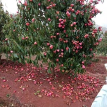 红花油茶大苗