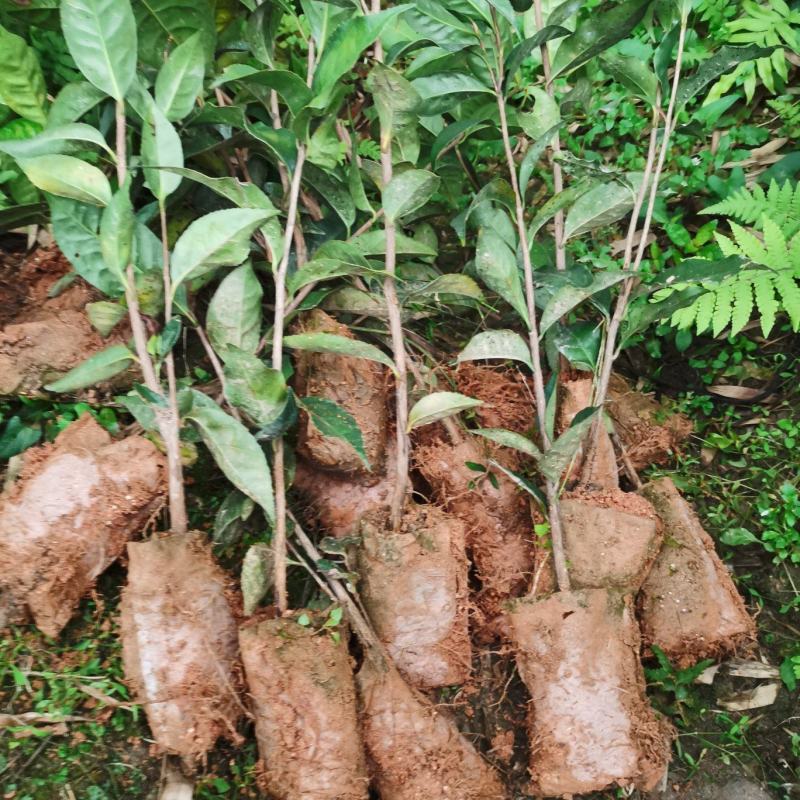 红花油茶大苗