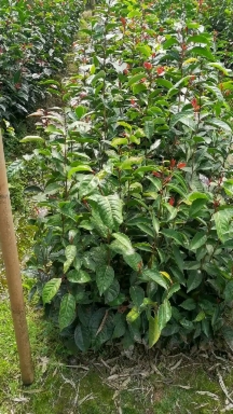 红花油茶大苗