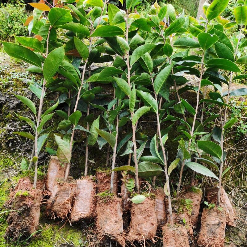 红花油茶大苗