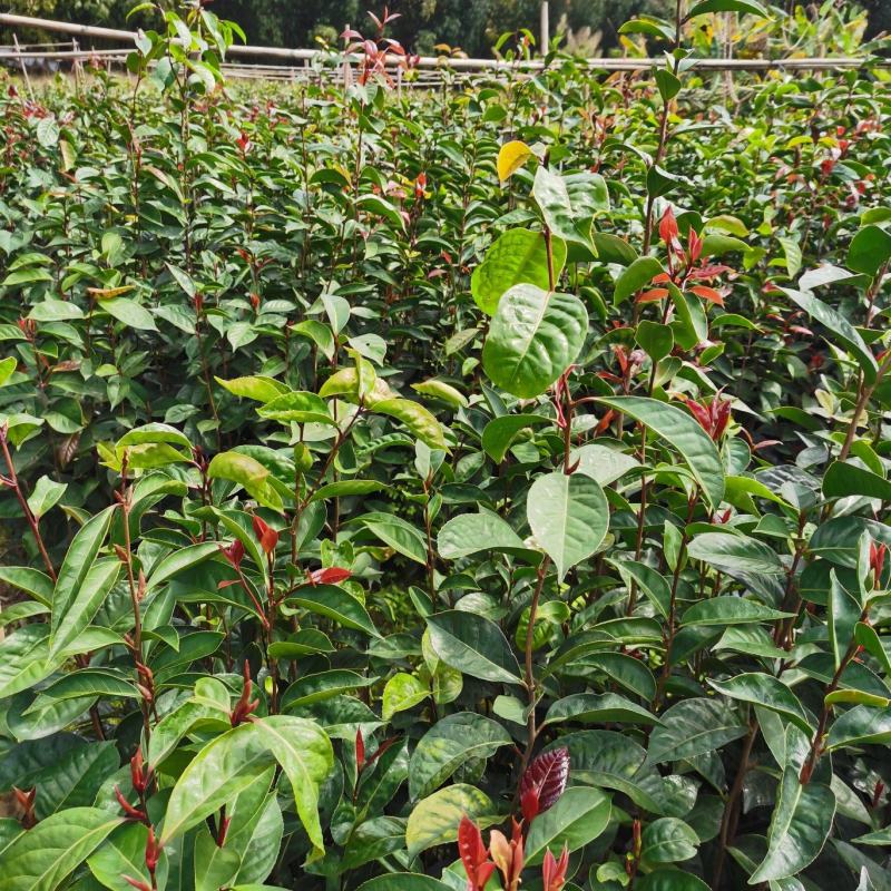 红花油茶大苗