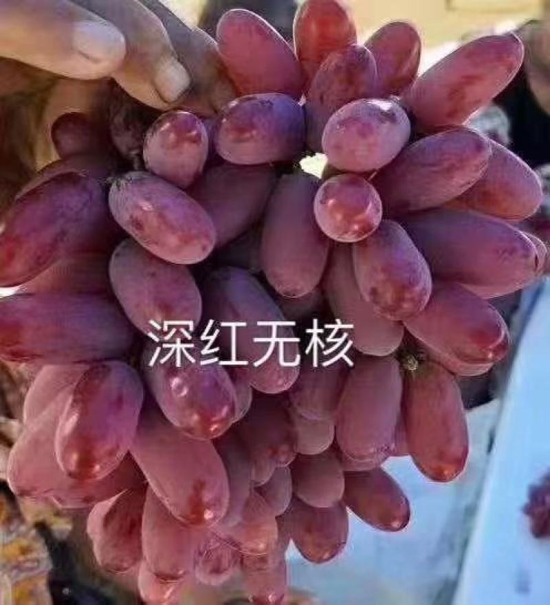 深红无籽葡萄苗(长克瑞森，比克伦生早熟20天甜长粒无核)