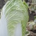 白菜
