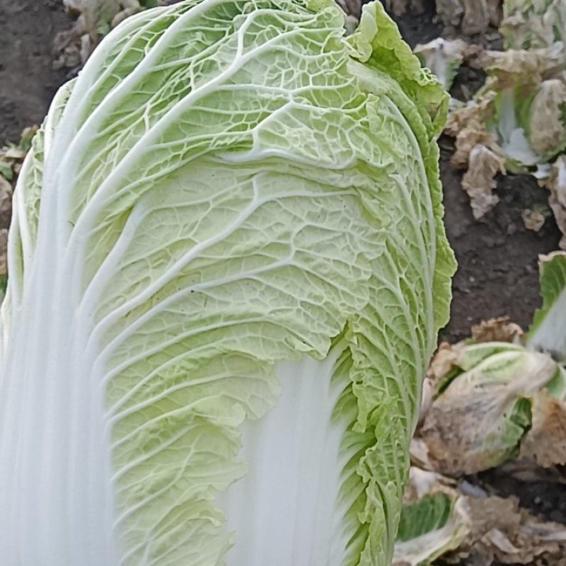 白菜