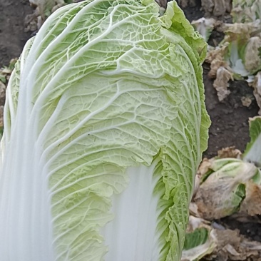 白菜