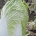 白菜