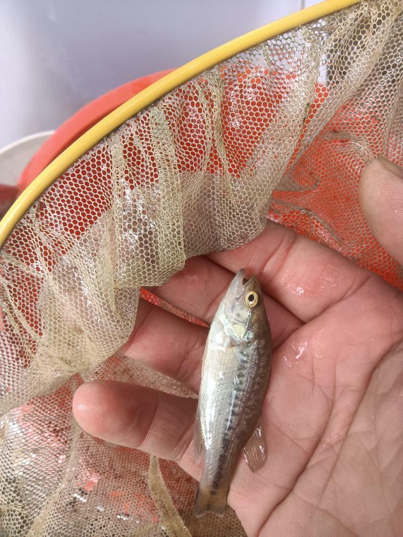 鲈鱼，鲈鱼苗，优质鱼苗，场地直供，欢迎了解订购