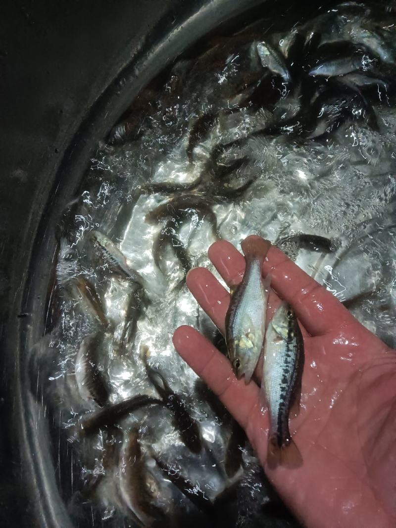 鲈鱼，鲈鱼苗，优质鱼苗，场地直供，欢迎了解订购