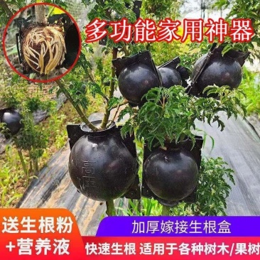 植物高压繁殖盒果树花木扦插嫁接家用高空压条生根育苗神器月