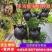 植物高压繁殖盒果树花木扦插嫁接家用高空压条生根育苗神器月
