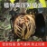 植物高压繁殖盒果树花木扦插嫁接家用高空压条生根育苗神器月