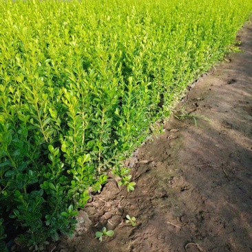 【推荐】水蜡小叶女贞水蜡播种苗金叶水蜡紫叶水蜡全国供货