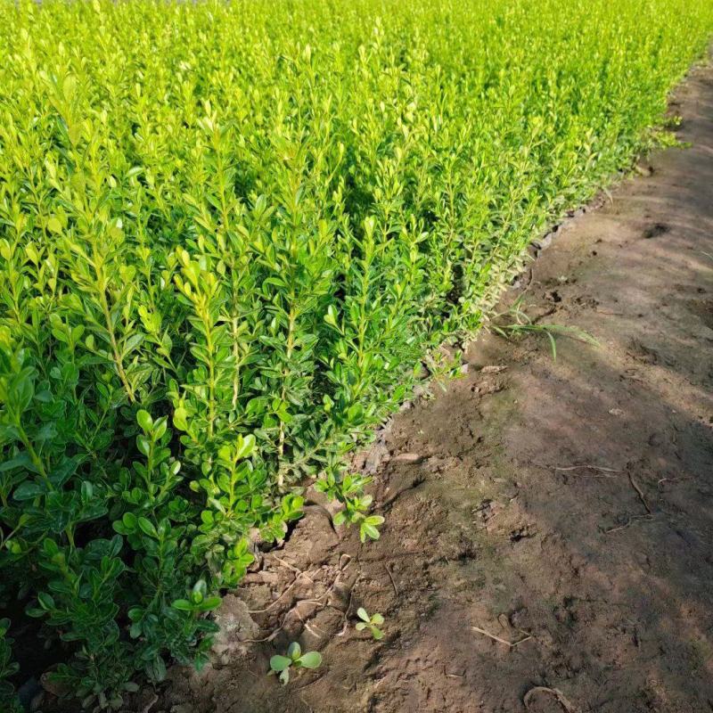【推荐】水蜡小叶女贞水蜡播种苗金叶水蜡紫叶水蜡全国供货