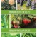 矿源黄腐酸钾，全溶速溶，活化土壤，调节盐碱，抗茬抗病